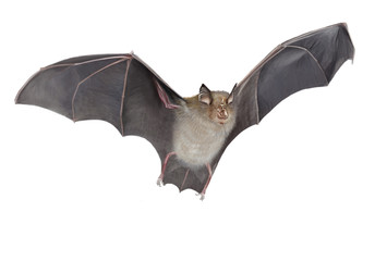 Horseshoe bat isolated - obrazy, fototapety, plakaty