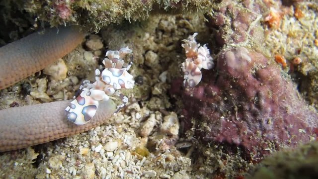 Harlekin shrimps