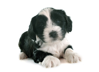 puppy tibetan terrier