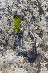 Tiny relict Crimean pine.