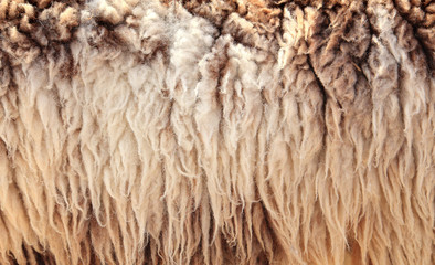Sheepskin Background