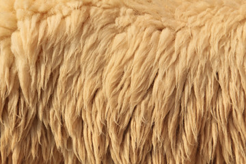 Sheepskin Background