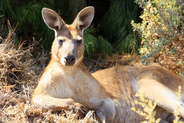 resting kangaroo