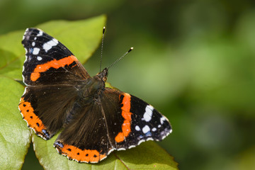 Fototapeta na wymiar Red Admiral Butterfly, Vanessa atalanta