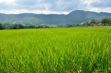 Fototapeta premium Rice field of mountain