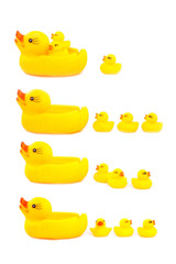 four ducks rubber on a white background