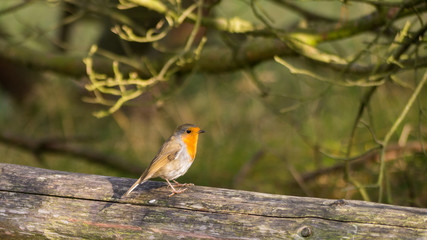 Rotkehlchen auf Darss