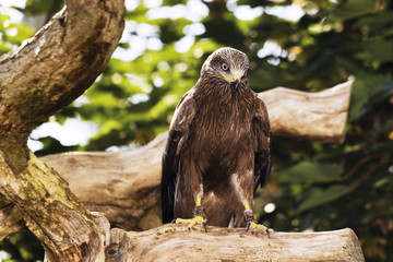 Deutschland, Köln, Schwarzmilan im Zoo