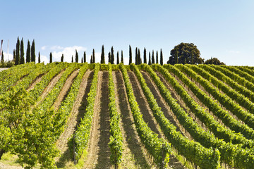 Montalcino