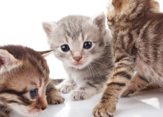 Fototapeta na wymiar striped kittens