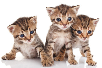 beautiful  tabby kittens