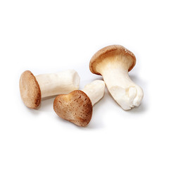 King Oyster mushroom (Eringi) isolated on white backgroud.