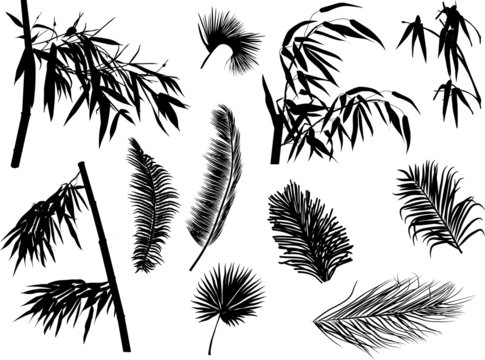 palm and bamboo branches silhouettes isolated on white
