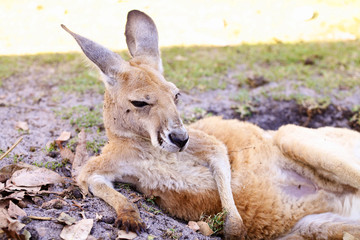 Rustende kangoeroe op het groene veld