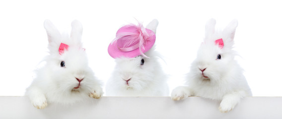 Three cute white rabbit - isolated
