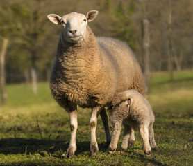 Obraz premium Oveja y cordero