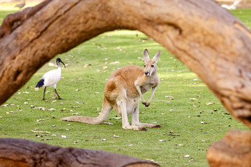 kangaroo on the green field