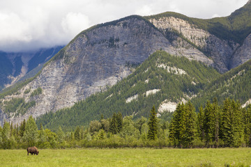 American Bison or Buffalo