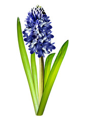 Fototapeta premium hyacinth flower isolated on white background