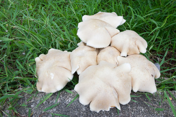 Fototapeta premium Mushrooms grow from the ground