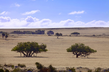 Fototapeta na wymiar Australian landscape in sunny day