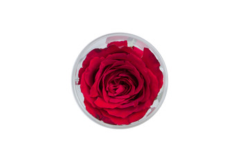 A red rose in a glass on the white background
