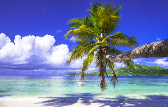 Fototapeta dekoracje tropikalnej plaży