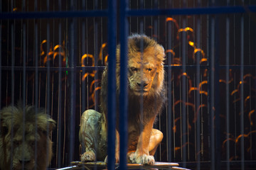 Portrait de lion de cirque dans une cage