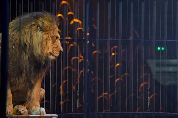 Papier Peint photo Lavable Lion Portrait de lion de cirque dans une cage