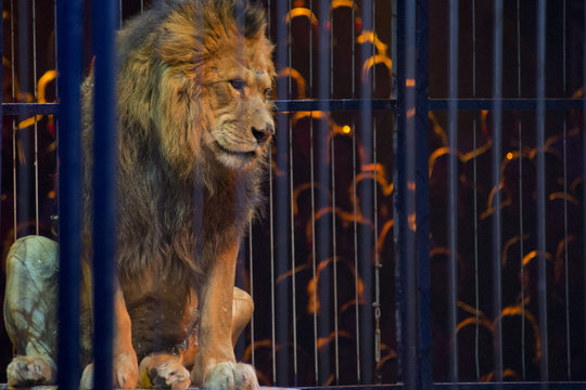 Circus lion portrait in a cage