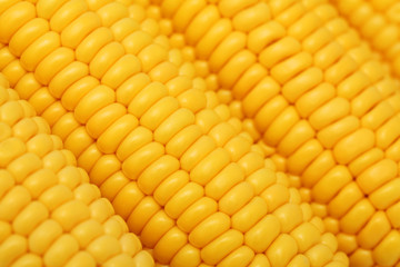 Close-up view of ripe corn on the cob