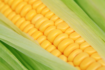 Close-up view of ripe corn on the cob with green leaves