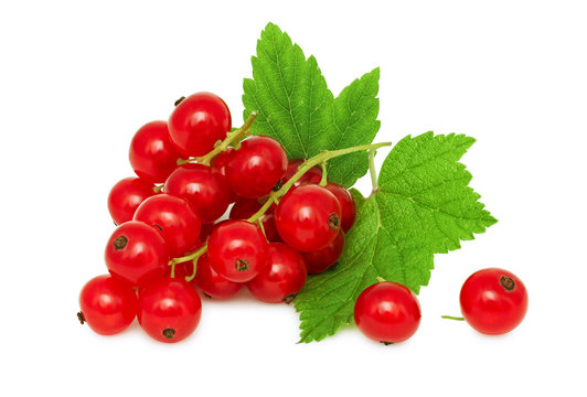 One bunch of ripe redcurrant with green leaves (isolated)