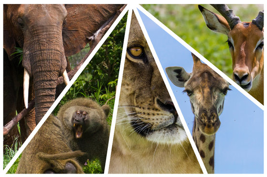 Fototapeta Triangle africain