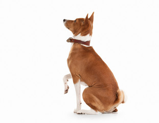 Young Basenji on white background