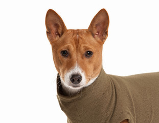 Young Basenji on white background