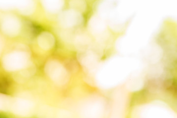 green leaves bokeh