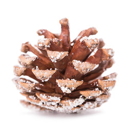 pine cone