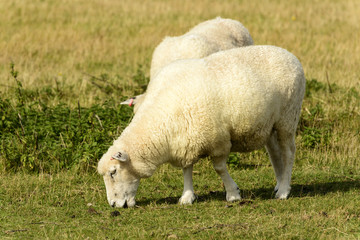 Obraz premium Romney Marsh sheep 10