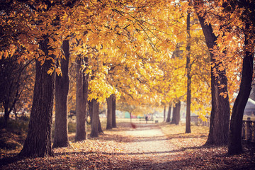 Autumn Park path