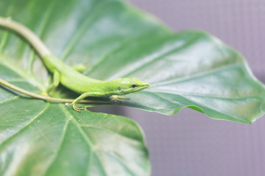 サキシマカナヘビ Images Browse 12 Stock Photos Vectors And Video Adobe Stock