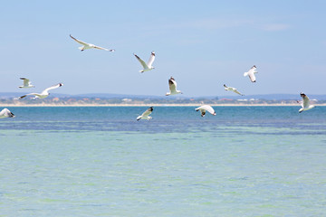 Seagulls flying in blue sky over the ocean