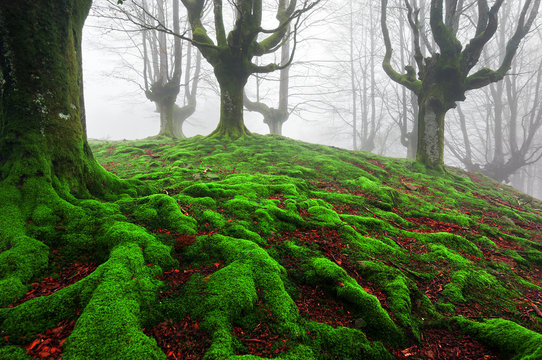 forest with twisted roots and moss