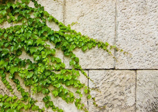 Yvi climbing up a wall