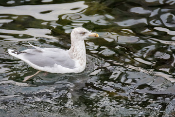 Möwe an der Ostsee in Warnemünde