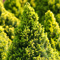 Picea glauca Daisy's White