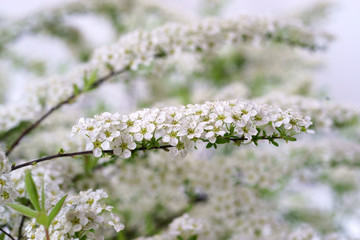Spiraea x cinerea Grefsheim