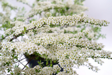 Spiraea x cinerea Grefsheim