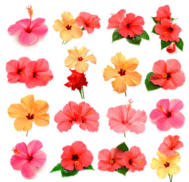 Fototapeta Collection of colored hibiscus with leaves