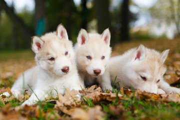 Three husky puppy